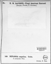 Diplodia ampelina image